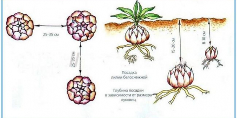 Žijící lilie v otevřené půdě na podzim 2021